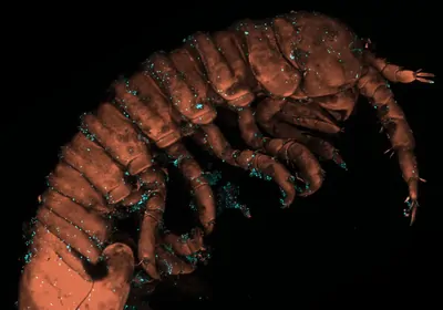 This young crustacean (Idotea balthica) carries the stained spermatia (blue) of the red algae Gracilaria gracilis on its body, marking the first known example of an animal facilitating fertilization in this ancient photosynthetic lineage. 